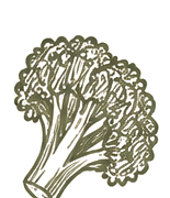 Broccoli sketch