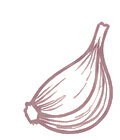 Garlic sketch
